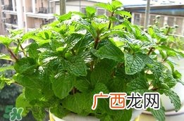薄荷能放卧室吗？薄荷能不能放卧室