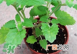 薄荷能放卧室吗？薄荷能不能放卧室