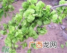 榆钱可以治什么病?榆钱能治哪些病?