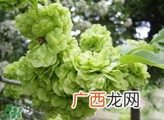 榆钱可以治什么病?榆钱能治哪些病?