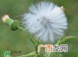 蒲公英可以治什么病?蒲公英能治疗什么病?