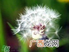 蒲公英可以治什么病?蒲公英能治疗什么病?