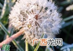 蒲公英可以治什么病?蒲公英能治疗什么病?