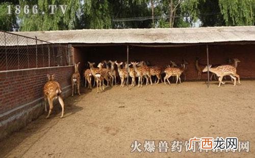 江西梅花鹿养殖基地 最近的养殖梅花鹿基地