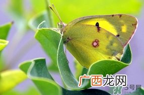 夏至是什么意思？夏至的习俗有哪些