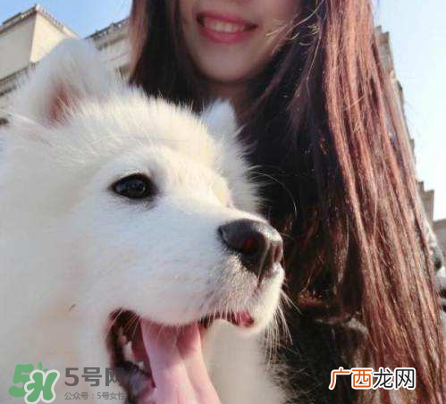 萨摩耶多少钱一只？小萨摩耶多少钱一只？