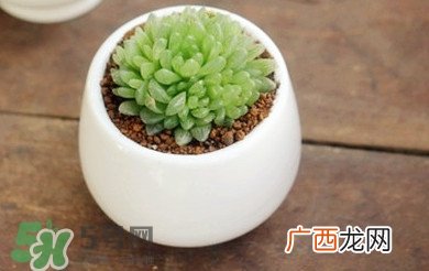 多肉植物怎么养？多肉植物多久浇一次水