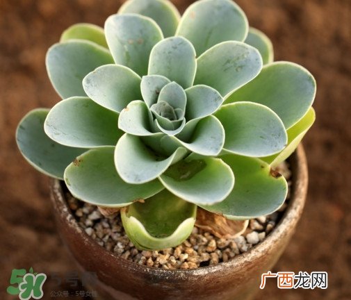 多肉植物怎么养？多肉植物多久浇一次水