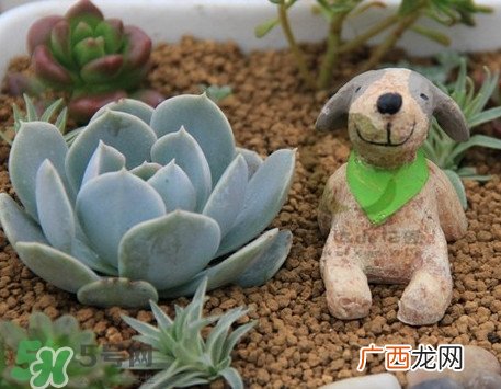 多肉植物怎么养？多肉植物多久浇一次水