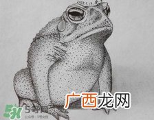 癞蛤蟆趴在脚面上是什么意思？癞蛤蟆趴到脚面上歇后语