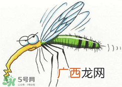 招蚊子是什么原因？招蚊子体质怎么办？