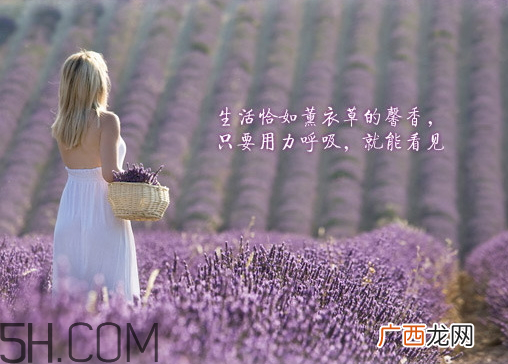 香柏树薰衣草敏感修复乳液怎么样？多少钱？