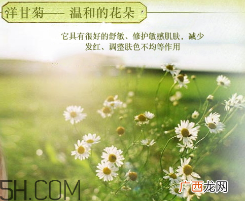 香柏树德国洋甘菊纯露怎么样 洋甘菊纯露怎么用
