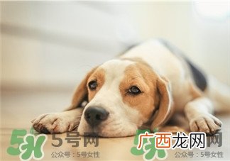 狗不能吃什么东西?狗不能吃的东西