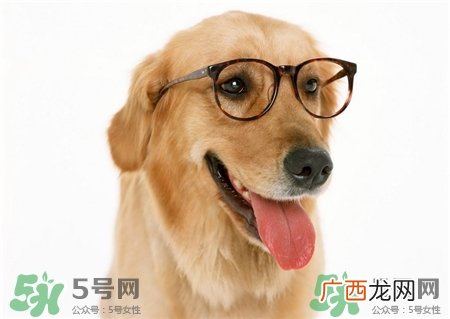 狗不能吃什么东西?狗不能吃的东西