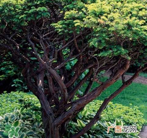 红豆杉是什么?红豆杉是裸子植物还是被子植物