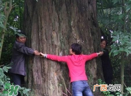红豆杉是红木吗？红豆杉是国际几级保护植物？