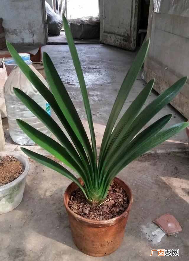 花生壳怎么用？养花的秒招居然是放花生壳