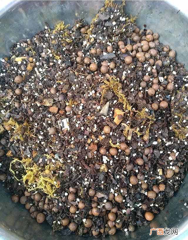 花生壳怎么用？养花的秒招居然是放花生壳