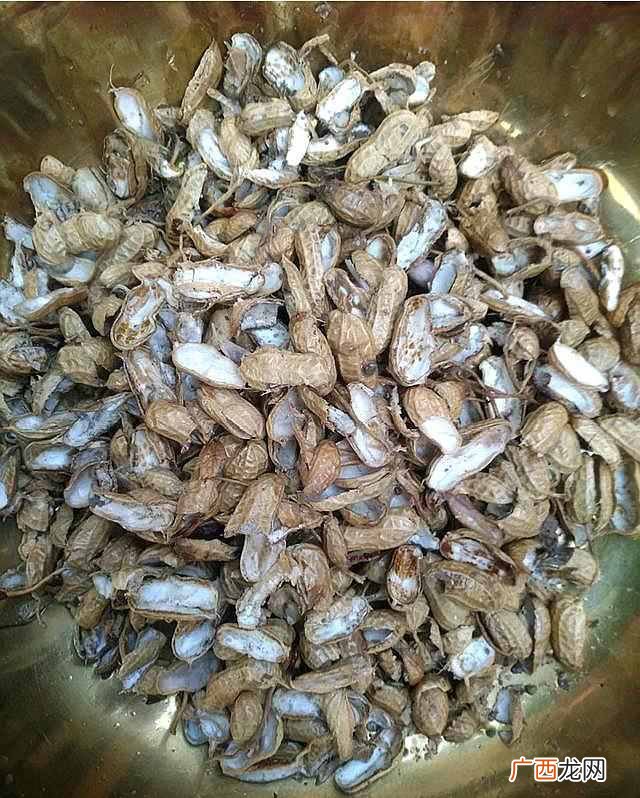 花生壳怎么用？养花的秒招居然是放花生壳