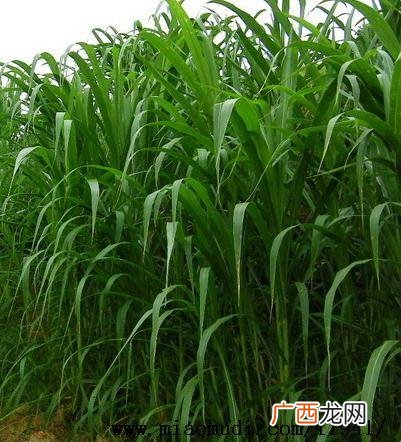 广西养殖基地 广西养殖种植
