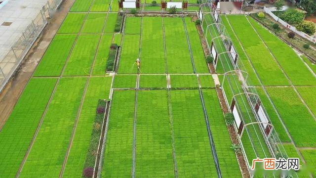 养鹅合作社 广西养殖种植合作社