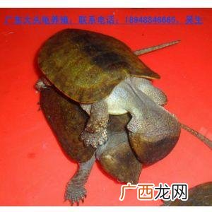 养猪养殖场起名大全 龟养殖场名称大全