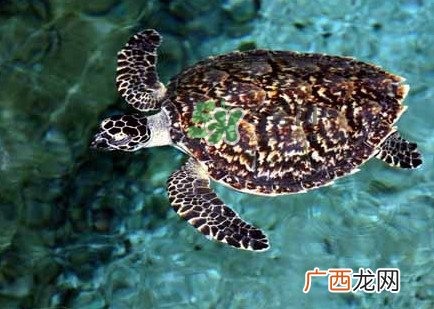 玳瑁龟好养吗？养玳瑁龟违法吗