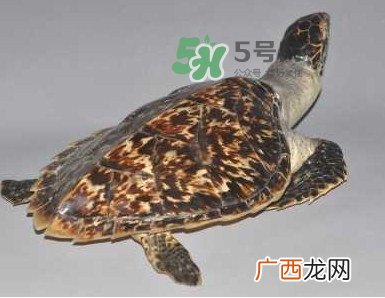 玳瑁龟好养吗？养玳瑁龟违法吗