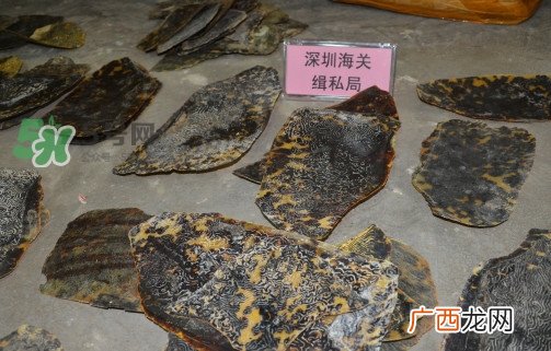 玳瑁标本有收藏价值吗？玳瑁的功效与作用