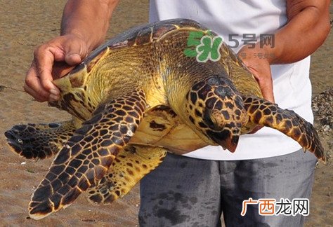 玳瑁标本有收藏价值吗？玳瑁的功效与作用