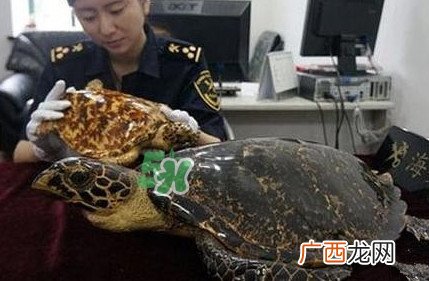 买卖玳瑁违法吗？买卖玳瑁制品违法吗