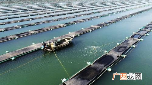 大棚养殖海参的技术与经验 海参养殖技术书