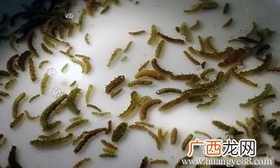 大棚养殖海参的技术与经验 海参养殖技术书