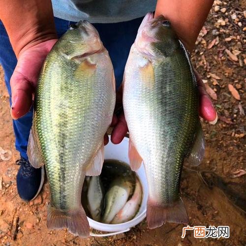 鲈鱼的养殖环境要求 海鲈高密度养殖