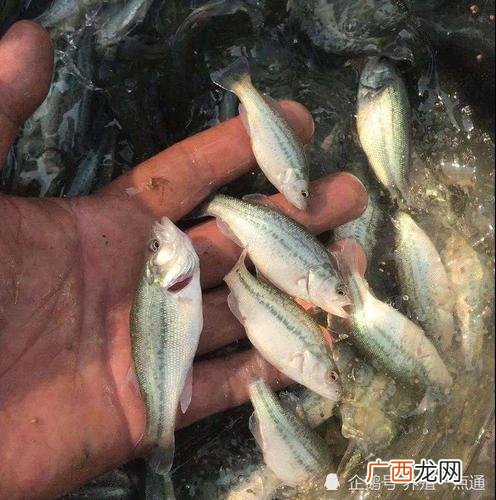淡水池塘养殖鲈鱼技术 海鲈养殖技巧