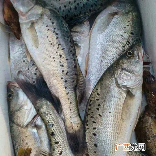 大棚鲈鱼养殖技术 海鲈养殖技术