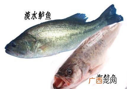 大棚鲈鱼养殖技术 海鲈养殖技术