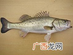 淡水鲈鱼养殖技术 海鲈养殖套养鳙鱼
