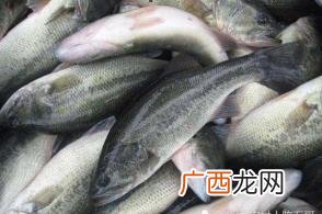 淡水鲈鱼养殖技术 海鲈养殖套养鳙鱼