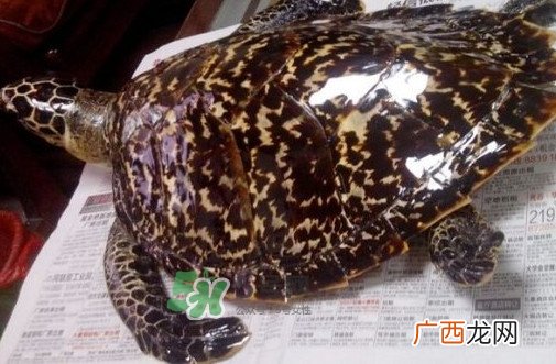为什么玳瑁能消化玻璃？玳瑁与海龟的区别
