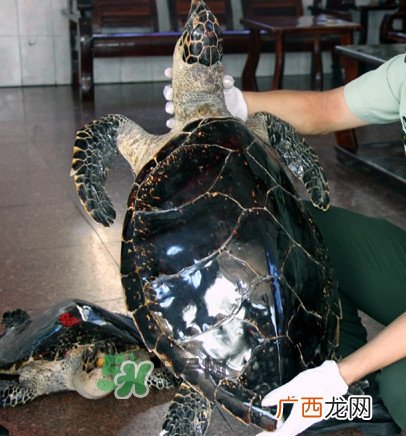 为什么玳瑁能消化玻璃？玳瑁与海龟的区别