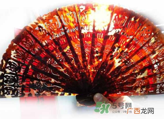 玳瑁怎么辨别真假？玳瑁可以沾水吗