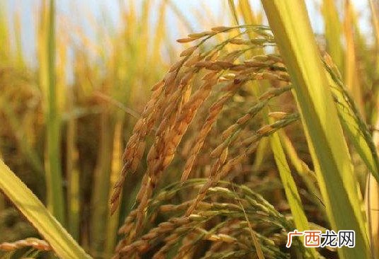 转基因是什么意思？美国人不吃转基因专卖中国人