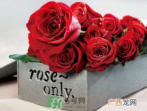 roseonly怎么样？roseonly好看吗？