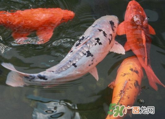锦鲤养几条好？锦鲤养几条最招财