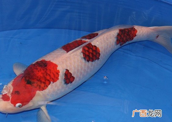 锦鲤一条60万元日本锦鲤为什么这么贵