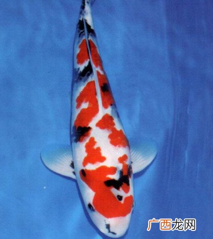 锦鲤一条60万元日本锦鲤为什么这么贵