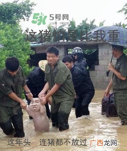 网红小猪表情包为什么火了？网红小猪表情包怎么火的？