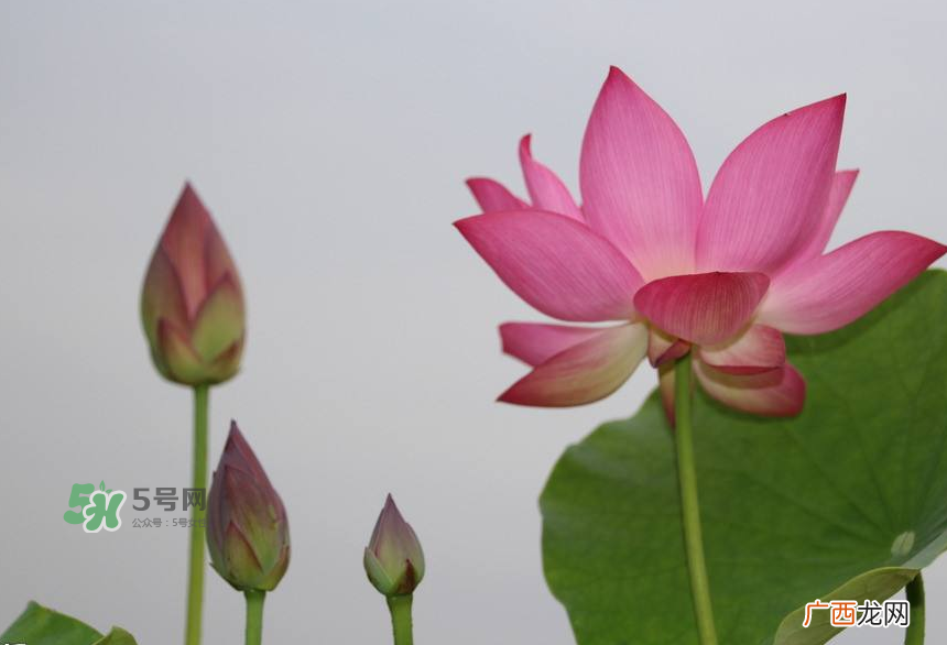 荷花杆可以吃吗？荷花杆怎么吃？